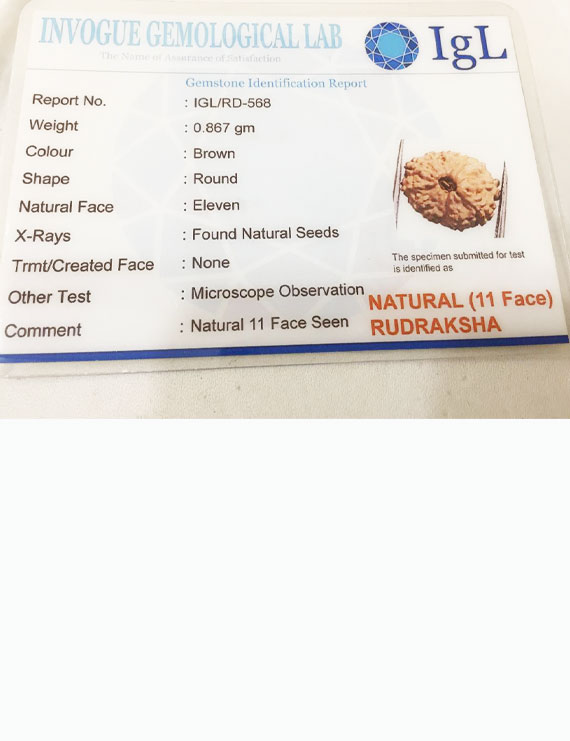 11 Mukhi Indonesia Certified Rudraksha size - 14.50mm